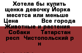 Хотела бы купить щенка девочку Йорка 2 месетса или меньше › Цена ­ 5 000 - Все города Животные и растения » Собаки   . Татарстан респ.,Чистопольский р-н